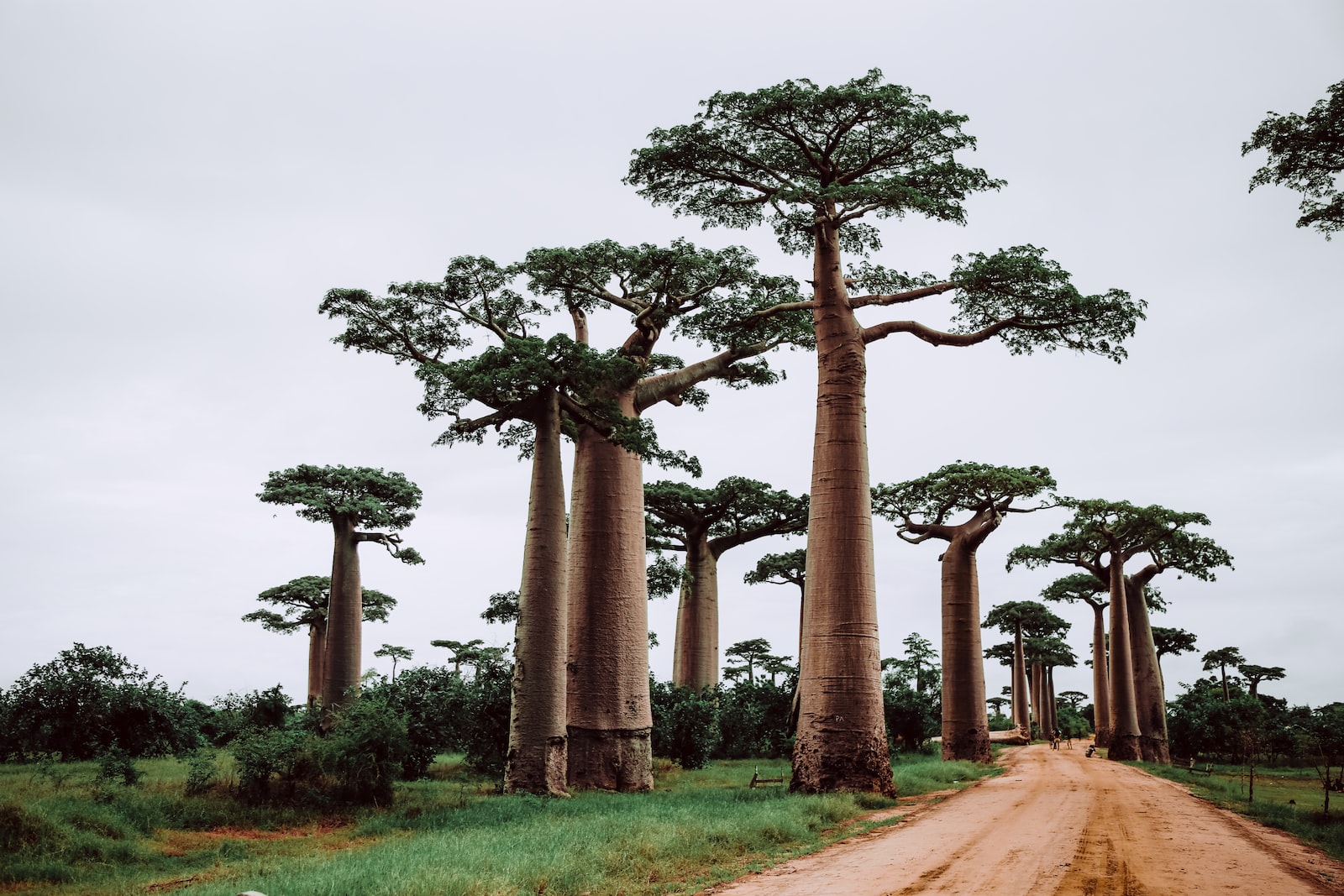 Le baobab, l’arbre aux vertus magiques