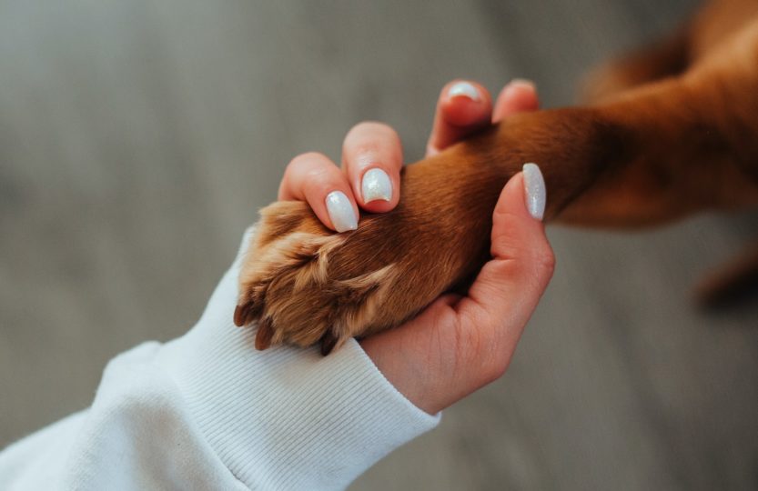 Reiki animaux : le massage énergétique pour nos petits compagnons