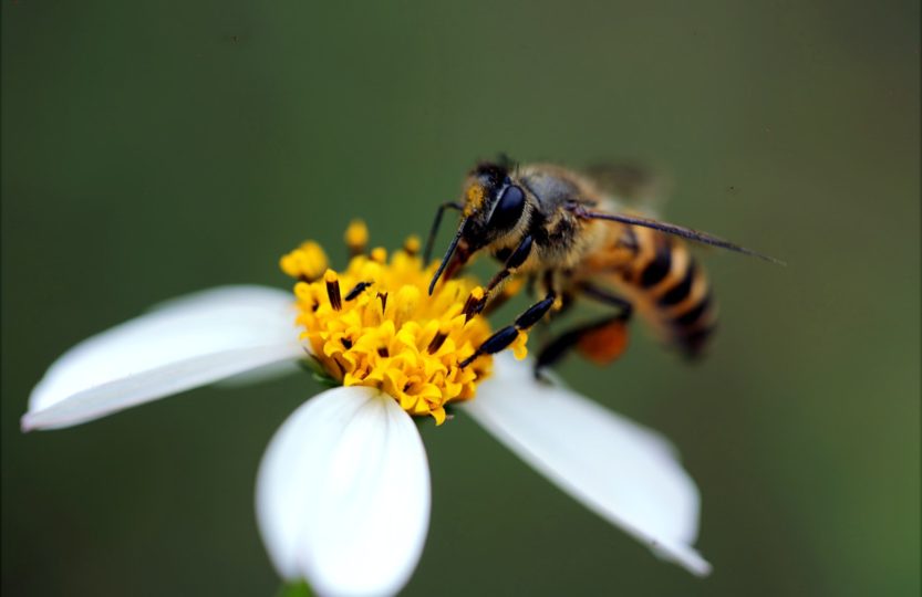 Zoom sur l'abeille buckfast